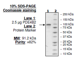 PDE4B2, active human recombinant protein