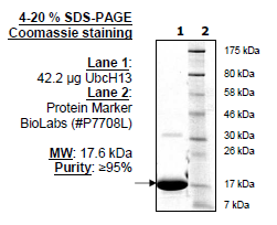 UbcH13 (UBE2N), active, human recombinant, N-terminal His-tag