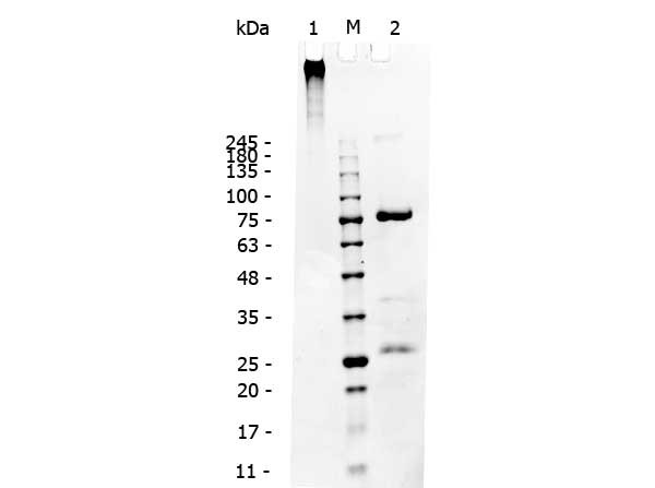 Dog IgM Whole Molecule