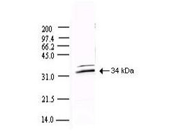 Anti-SARS-CoV 3CL Protease