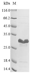 Stringent starvation protein B (sspB), Escherichia coli O157:H7, recombinant