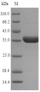 NADPH-dependent oxidoreductase 2-alkenal reductase (AER), Arabidopsis thaliana, recombinant