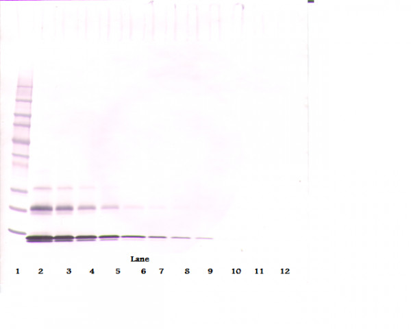 Anti-CCL16 / LEC, clone 1.2_5G3-1D7