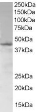 Anti-SAMSN1, N-terminal
