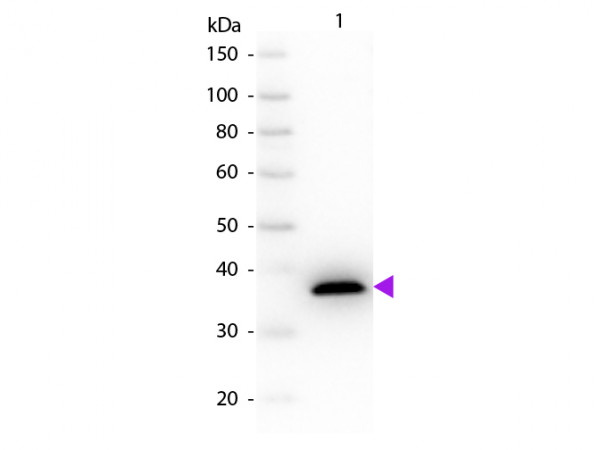 Anti-MALATE DEHYDROGENASE (Pig Heart)