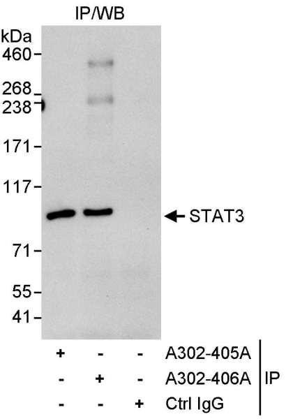 Anti-STAT3