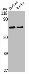 Anti-DCP1A