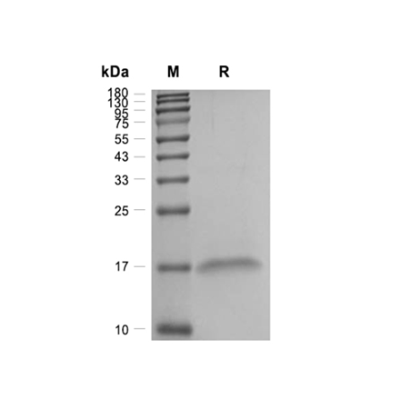 IL-10 (Interleukin 10) Recombinant (Mouse)