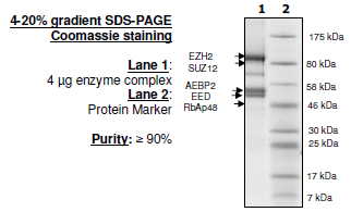 EZH2 (del153Y)/EED/SUZ12/RbAp48/AEBP2