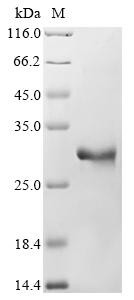 Apolipoprotein M (Apom), mouse, recombinant
