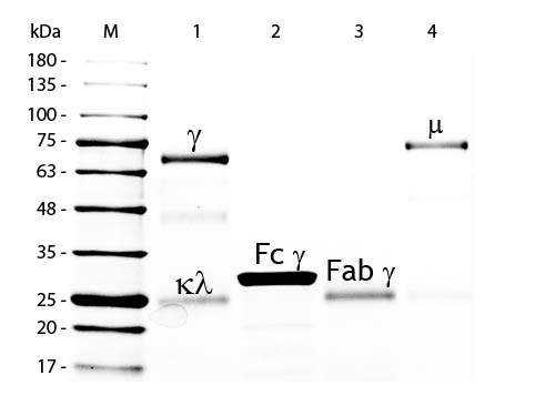 Chicken IgG Fab Fragment, Fluorescein Conjugated