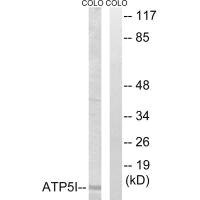 Anti-ATP5I