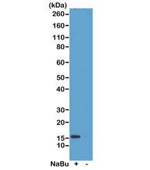 Anti-H2A.ZK7ac / Acetyl Histone H2A.Z Lysine 7, clone RM222 (recombinant antibody)