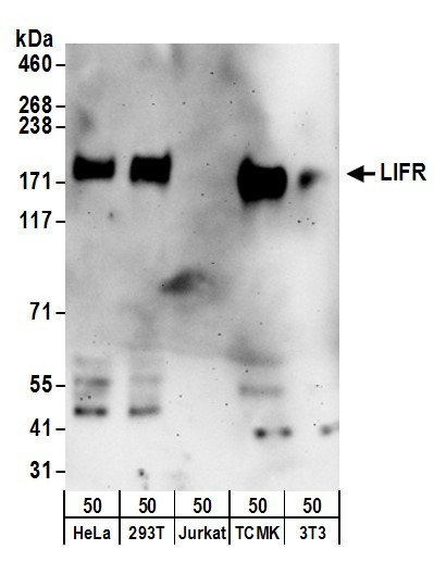 Anti-LIFR