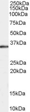 Anti-STUB1 / CHIP, C-terminal