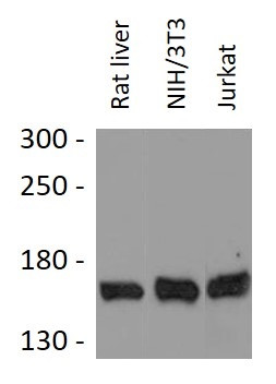 Anti-HDLBP / Vigilin