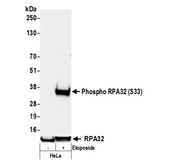 Anti-phospho-RPA32 (Ser33) Recombinant Monoclonal
