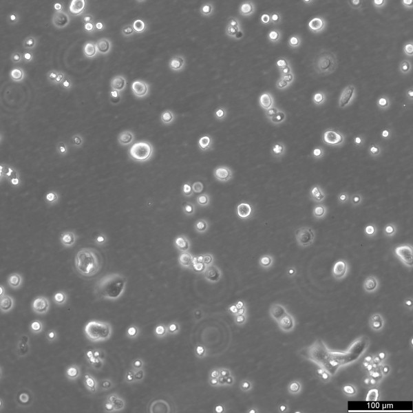 Kera-308 Cells