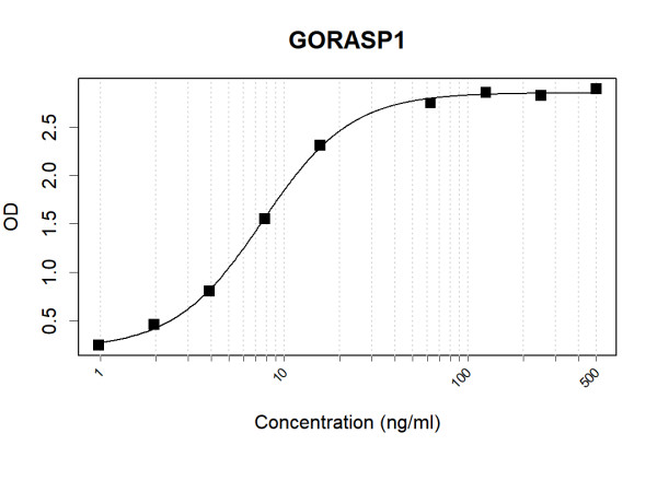 Anti-Human GRASP65 Antibody Pair