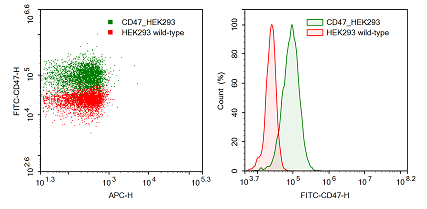 CD47 - HEK293 Cell Line