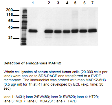 Anti-MAP Kinase 2 (erk2) (N-term), clone 6H3