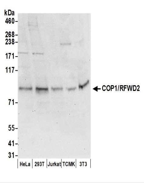 Anti-COP1/RFWD2