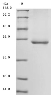 Immunoglobulin superfamily member 2 (Cd101), partial, mouse, recombinant