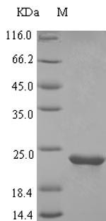 Osteocrin (Ostn), partial, rat, recombinant