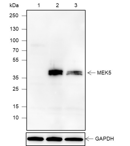 Anti-Recombinant MEK5, clone A623