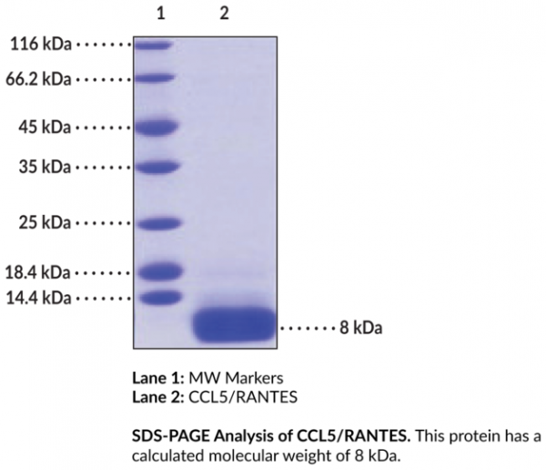 CCL5/RANTES (human, recombinant)