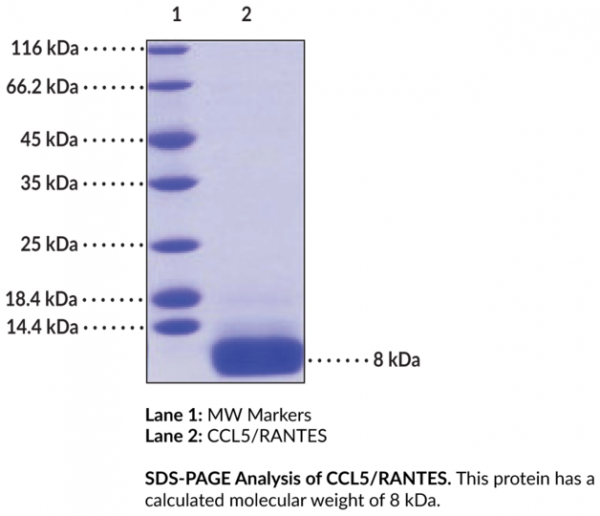 Anti-CCL5/RANTES (human, recombinant)