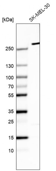Anti-MYO10, clone CL9025