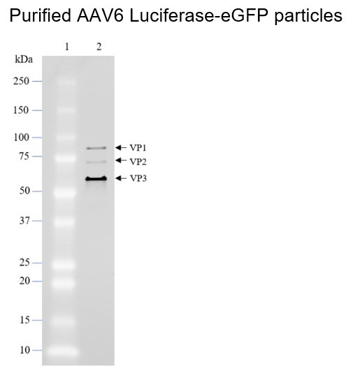 AAV6 Luciferase-eGFP