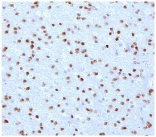 Anti-OLIG2, clone ODTF2-1