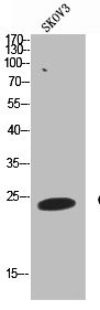 Anti-CD63