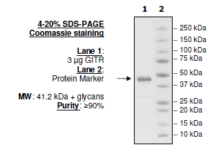 GITR (CD357), human, recombinant, Fc fusion protein