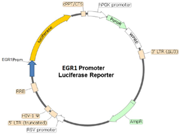 EGR1 Promoter Luciferase Reporter Lentivirus
