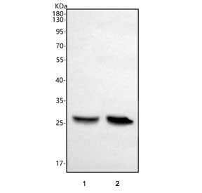Anti-Peptide deformylase / PDF
