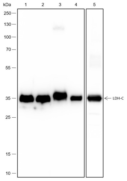 Anti-Recombinant LDHC, clone A443