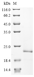 Uncharacterized protein YuaB (yuaB), Bacillus subtilis, recombinant
