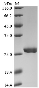 Thioredoxin-dependent peroxide reductase, mitochondrial (PRDX3), human, recombinant