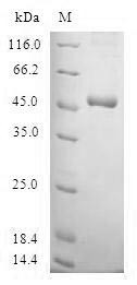 Protein SSX4 (SSX4), human, recombinant