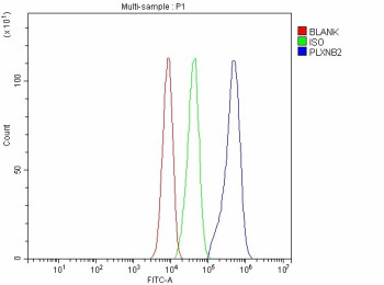 Anti-PLXNB2 / Plexin B2