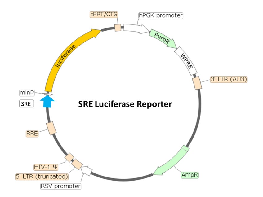 SRE Luciferase Reporter Lentivirus BPS Bioscience