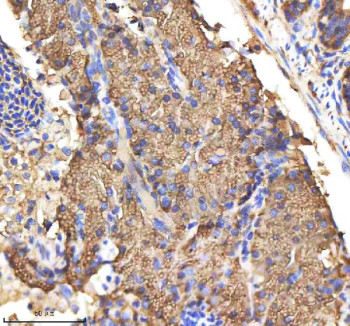Anti-Zebrafish Csf1r / M-csfr