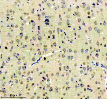 Anti-EEA1 / Early endosome antigen 1, clone ECH-5