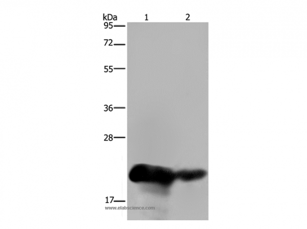 Anti-CSH1