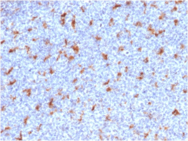 Anti-CD68 (Macrophage Marker), clone C68/2501