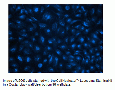 Cell Navigator(TM) Lysosomal Staining Kit *Blue Fluorescence*