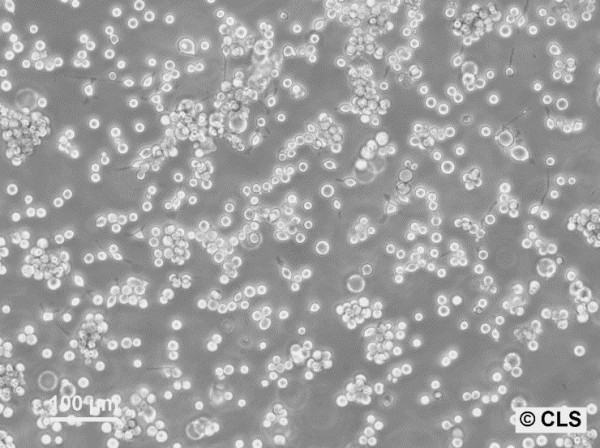 RBL-1 Cells